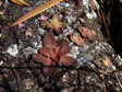 Echeveria carnicolor